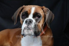 Boxer