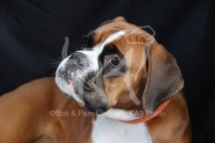 Boxer
