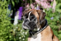Boxer