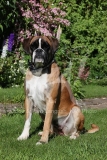 Boxer