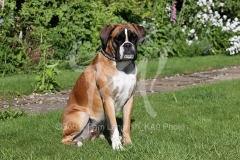 Boxer