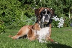 Boxer