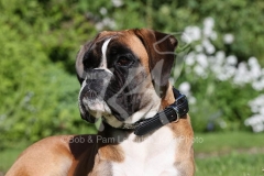 Boxer
