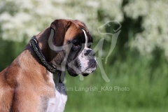 Boxer