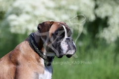 Boxer