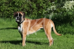 Boxer