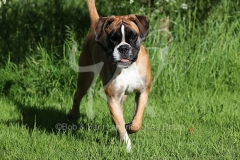 Boxer