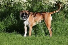 Boxer