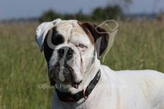 Boxer