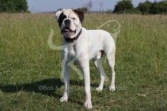 Boxer