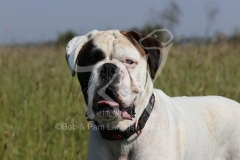Boxer