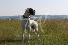 Boxer