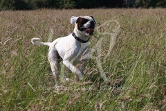 Boxer