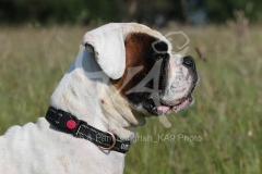 Boxer
