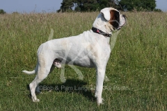 Boxer
