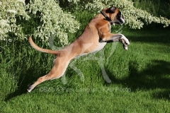 Boxer