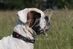 Boxer