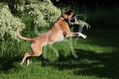 Boxer
