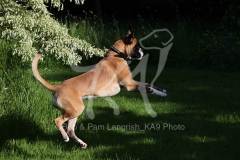 Boxer