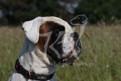 Boxer
