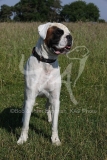 Boxer