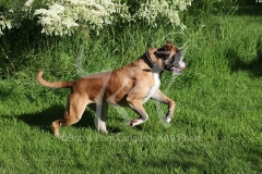 Boxer