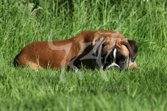 Boxer