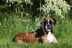 Boxer