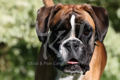 Boxer