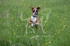 Boxer