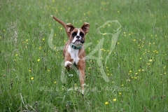 Boxer