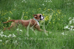 Boxer