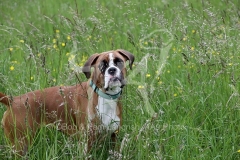 Boxer