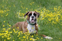 Boxer