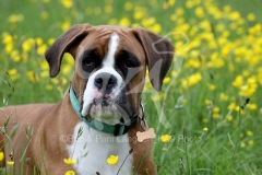 Boxer