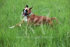 Boxer