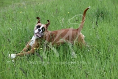 Boxer
