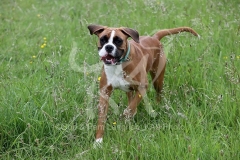 Boxer