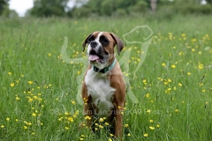 Boxer