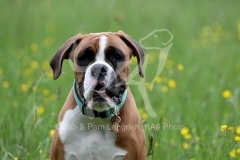 Boxer