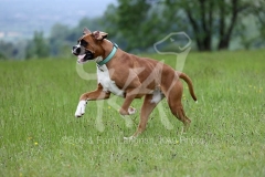 Boxer