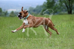 Boxer