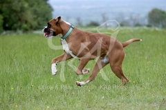 Boxer