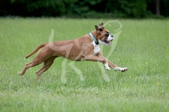 Boxer