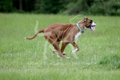Boxer