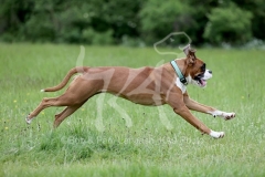 Boxer
