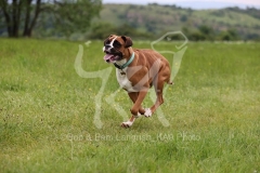 Boxer