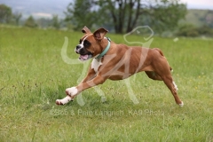 Boxer