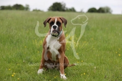 Boxer