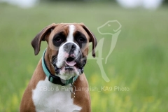 Boxer
